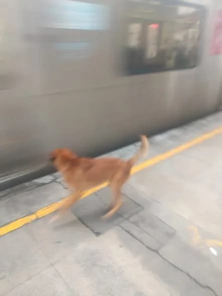🟠 Caso de Abandono — Cachorro na estação de trem