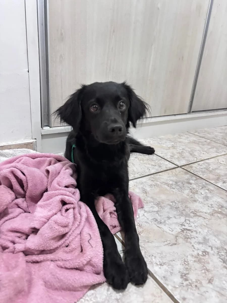 🔴 Animal Perdido — Cachorro preto com coleira verde 