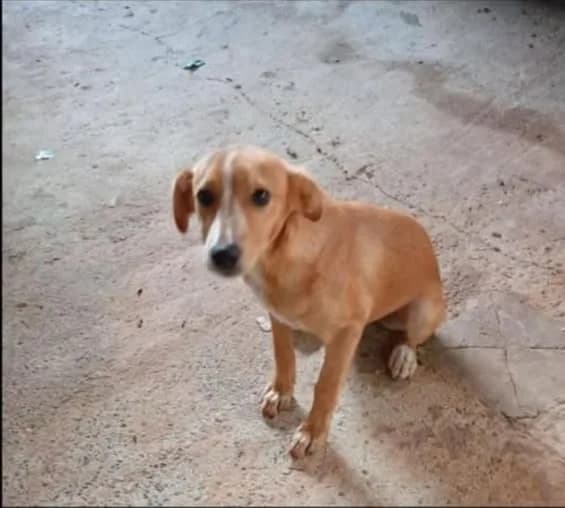 🔴 Animal Perdido — Minha cachorrinha sumiu