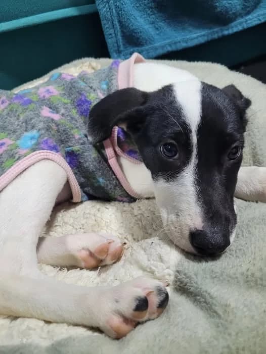 ✅ Animal Encontrado — Ela se perdeu