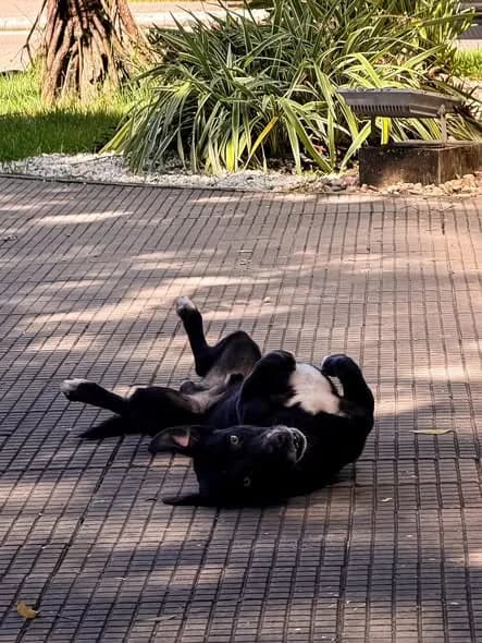 🟠 Caso de Abandono — Cachorrinho abandonado ou perdido