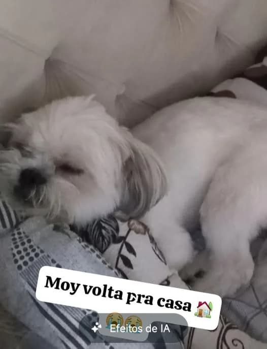 🔴 Animal Perdido — Moy