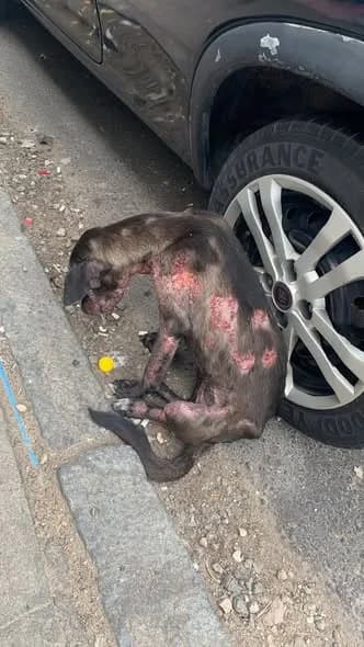 🔴 Animal Perdido — Ele precisa de ajuda urgente