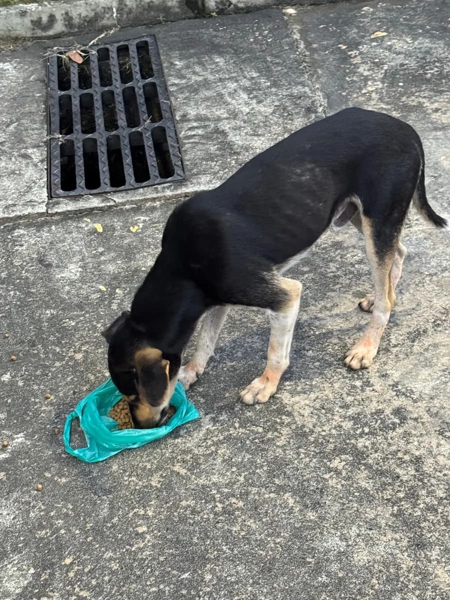 🟠 Caso de Abandono — Cachorrinho abandonado perto do Jatobás 