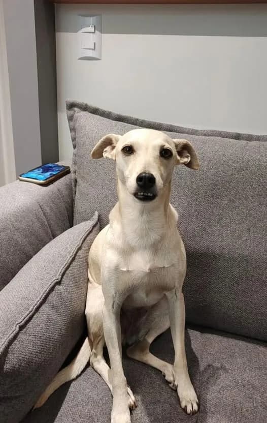 🔴 Animal Perdido — Ela está sumida
