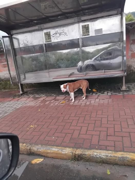 🟠 Caso de Abandono — Pitbull
