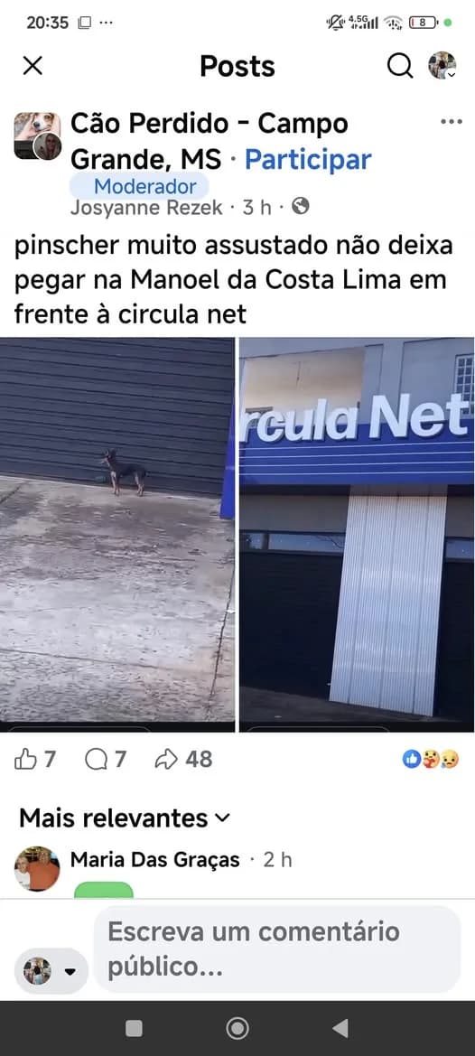 🔴 Animal Perdido — MILI