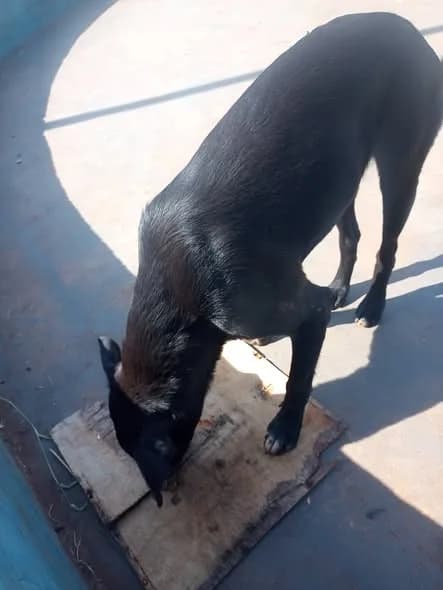 🟠 Caso de Abandono — Eles precisam de um lar