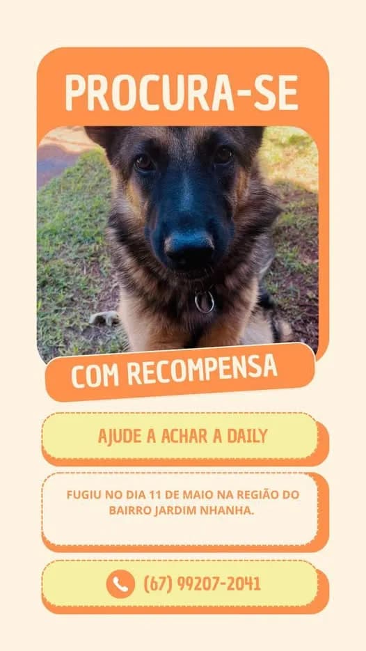 🔴 Animal Perdido — Procura-se a Daily