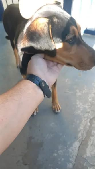 🟠 Caso de Abandono — Está abandonado ou perdido