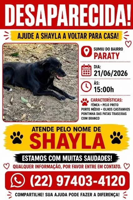🔴 Animal Perdido — Shayla