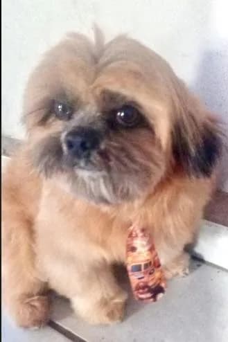 🔴 Animal Perdido — Zazu