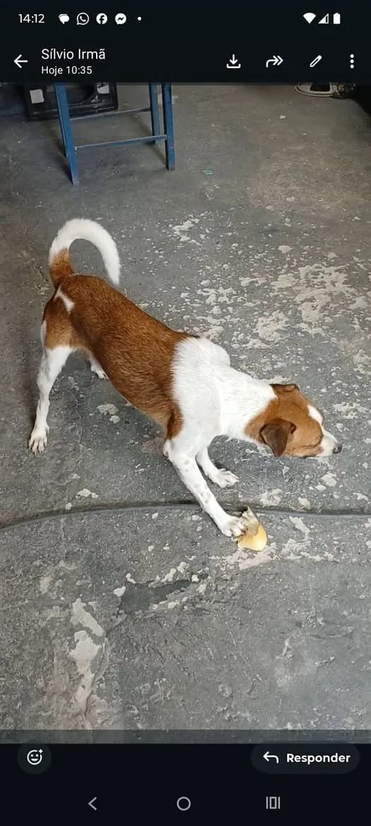 🔴 Animal Perdido — Roty