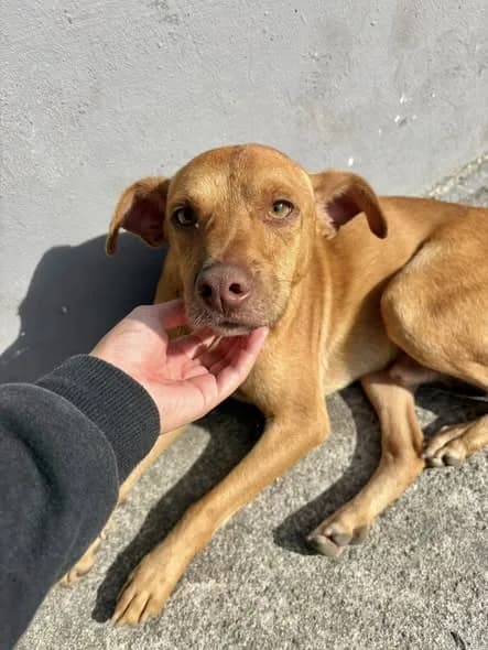 🟠 Caso de Abandono — Cachorrinho precisa de um lar responsável