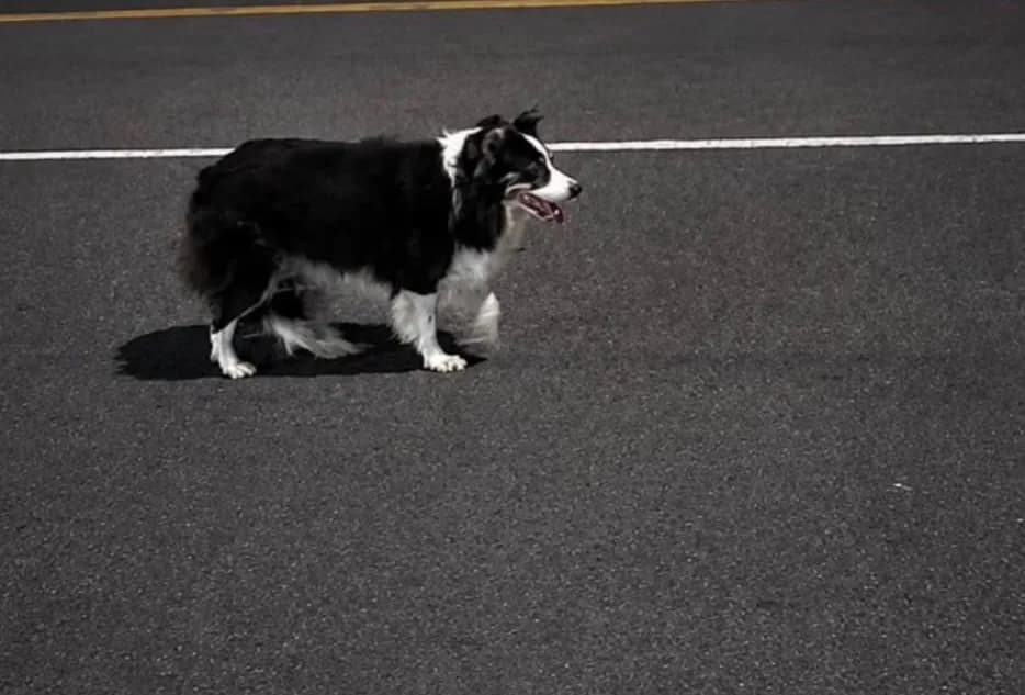 🟠 Caso de Abandono — Cadela abandonada pela redondezas do Parque Mosaico