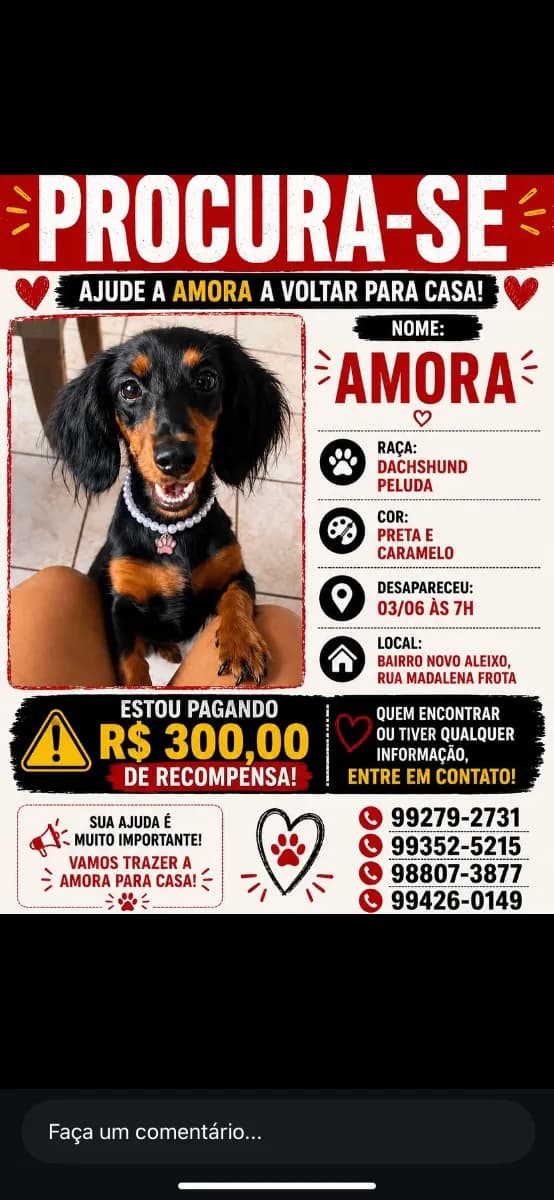 🔴 Animal Perdido