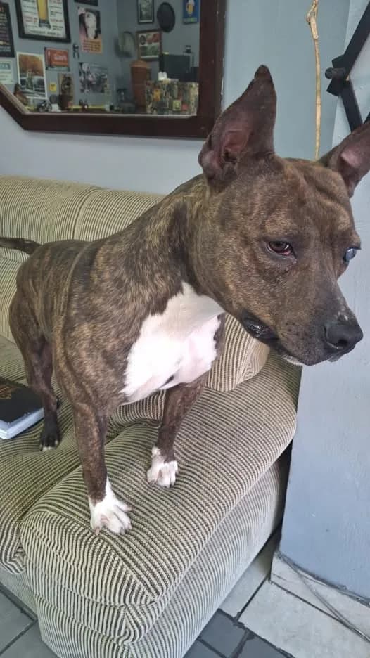 🔴 Animal Perdido — Cachorro perdido