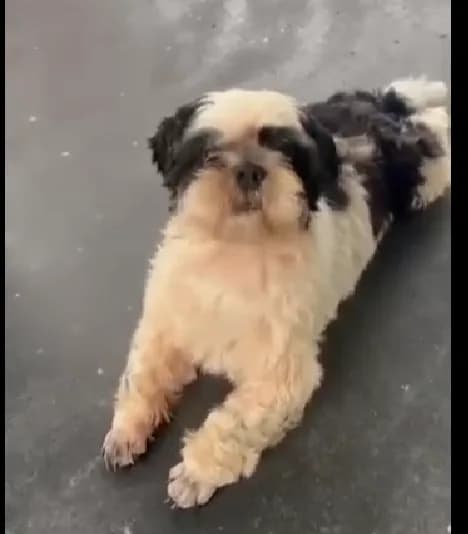 🔴 Animal Perdido — Chay