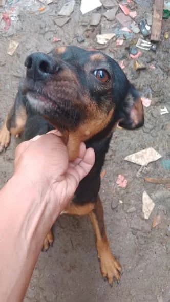 🟠 Caso de Abandono — Cachorro precisa de ajuda