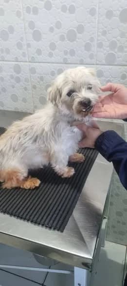 🟠 Caso de Abandono — Vovozinho perdido ou abandonado