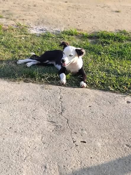 🟠 Caso de Abandono — Essa princesa precisa de um lar