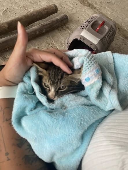 🟠 Caso de Abandono — Gatinho filhote abandonado