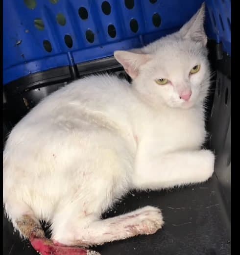 🟠 Caso de Abandono — Gatinho com ferimento na cauda