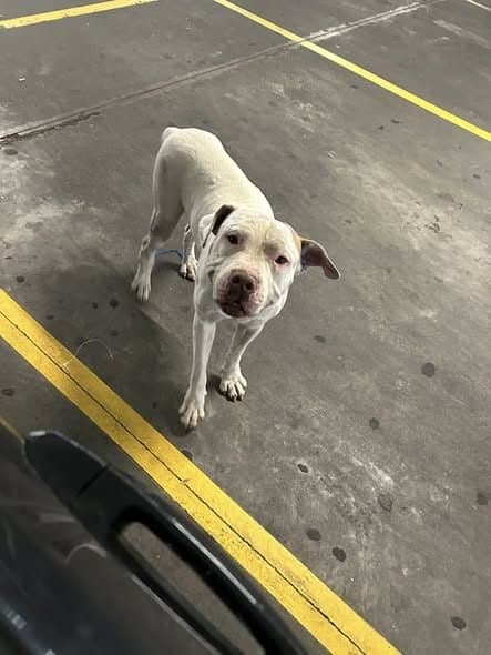 🟠 Caso de Abandono — Cachorro abandonado