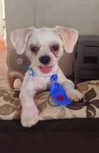 🔴 Animal Perdido — O Enzo fugiu