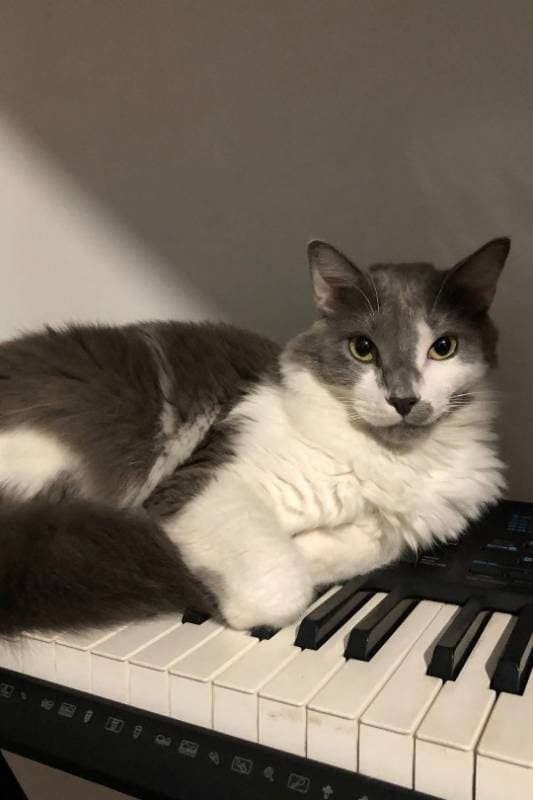 🔴 Animal Perdido — St. Jimmy