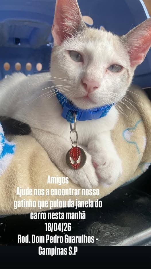 🔴 Animal Perdido — Gato perdido