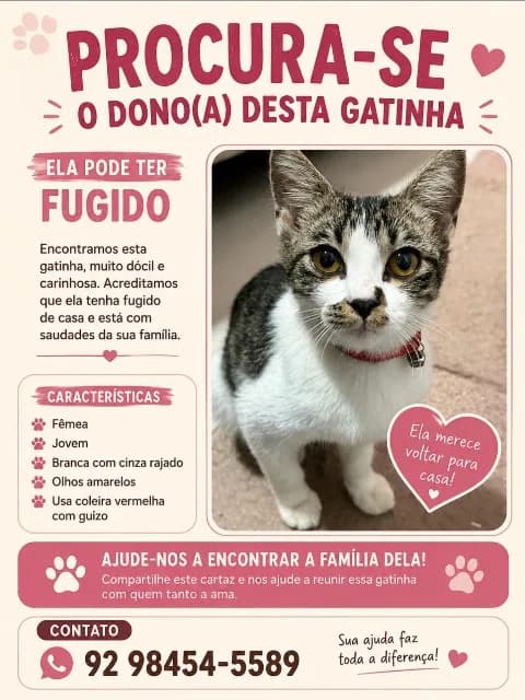 🔴 Animal Perdido — Gatinha perdida