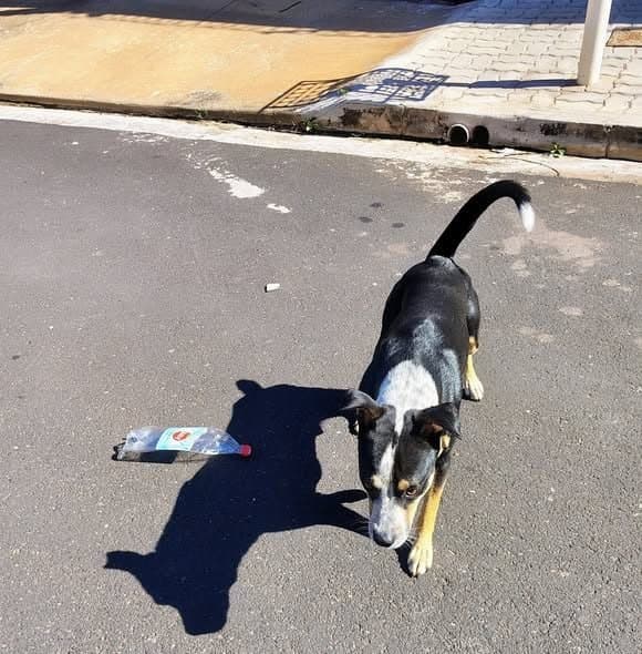 🔴 Animal Perdido — Cachorro abandonado