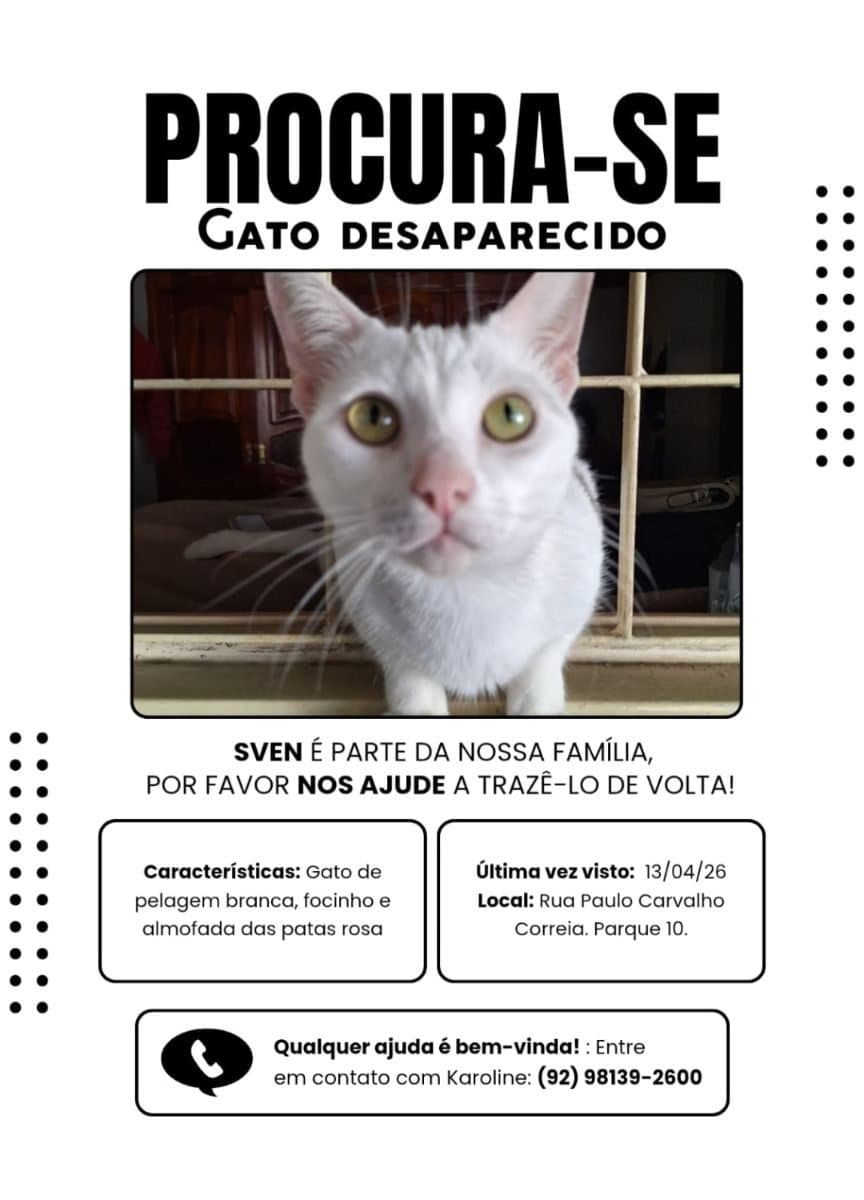 🔴 Animal Perdido — Gato perdido