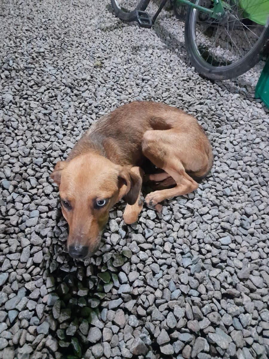 🟠 Caso de Abandono — Cachorro Caramelo