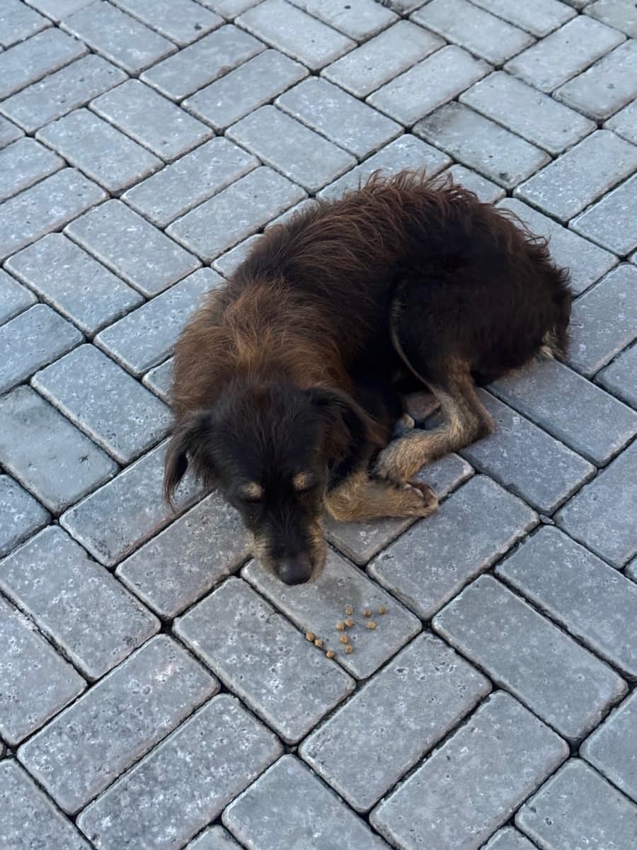 🟠 Caso de Abandono — Abandonado no Parque Mosaico (Smartfit)