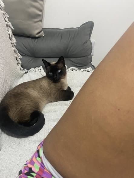 🔴 Animal Perdido — Maggie