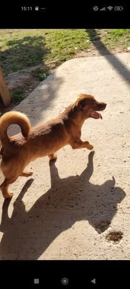 🟠 Caso de Abandono — Cachorro abandonado