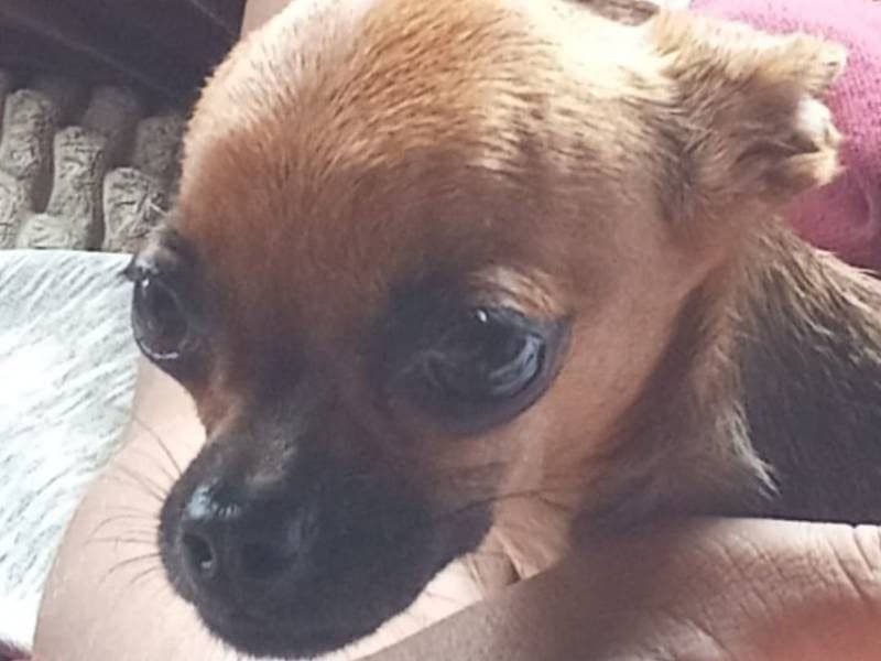 🔴 Animal Perdido — Pitoco