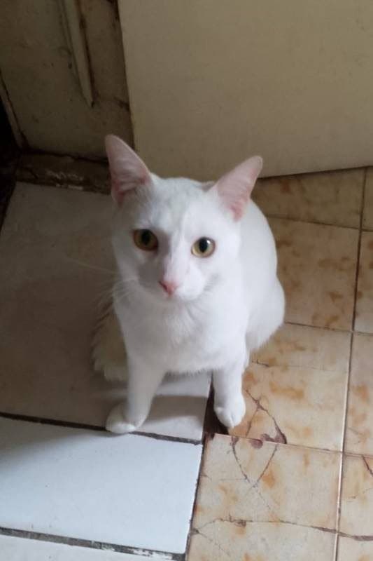 🔴 Animal Perdido — Pause
