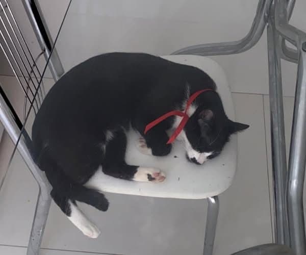 🔴 Animal Perdido — Lulu