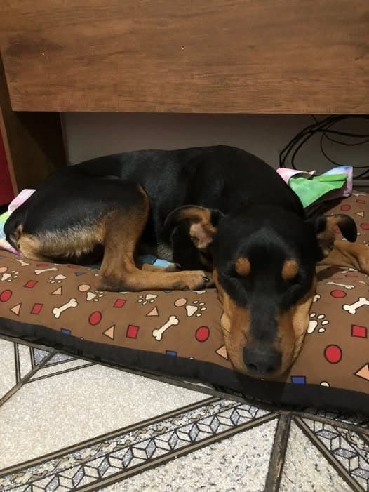 🟠 Caso de Abandono — Cachorro abandonado ou perdido