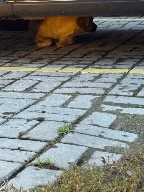 🟠 Caso de Abandono — Cachorrinha abandonada 