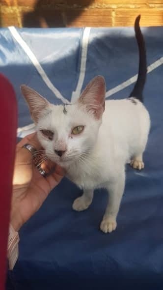 🟠 Caso de Abandono — Gatinho abandonado em Jabaquara