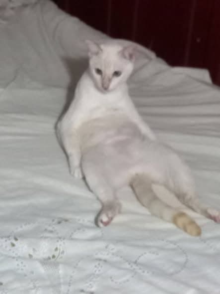 🔴 Animal Perdido — Gata perdida