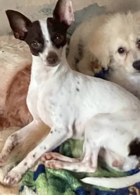 🔴 Animal Perdido — Anã