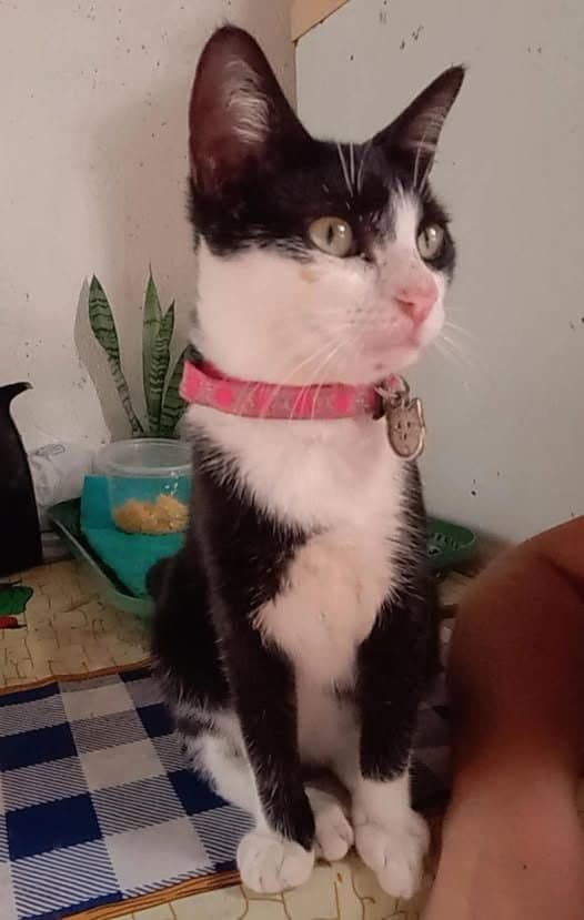 🔴 Animal Perdido — Alguém levou a minha gata