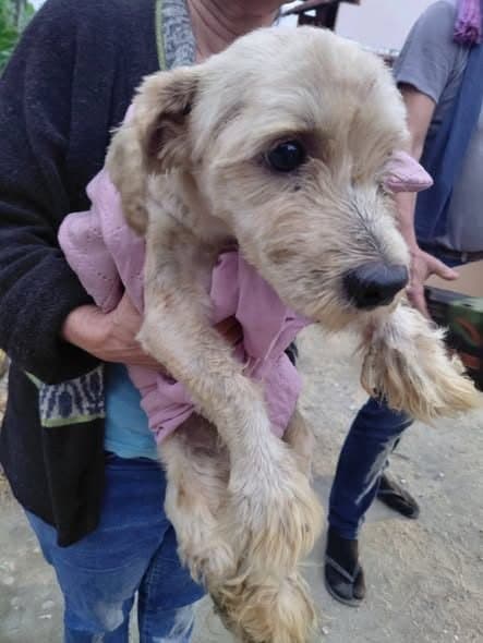 🟠 Caso de Abandono — Cachorro abandonado ou perdido