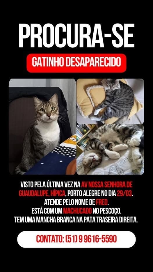 🔴 Animal Perdido — Fred