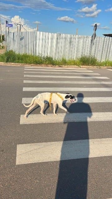 ✅ Animal Encontrado — Alguém viu o BOB